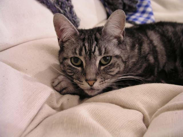 Kathryn's cat